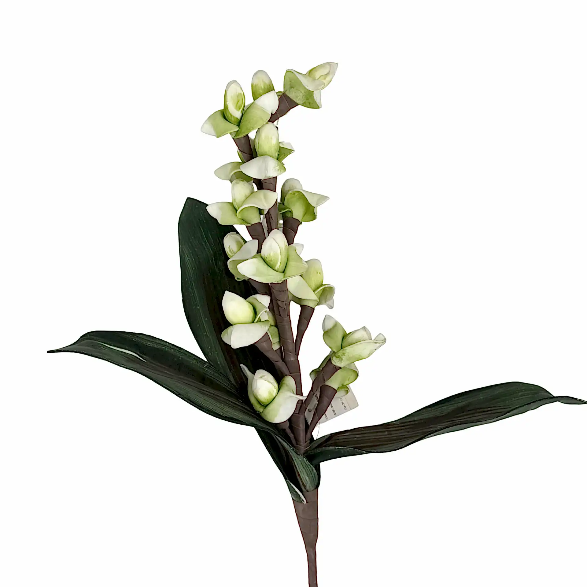 Tenit Çiçeği Yeşil